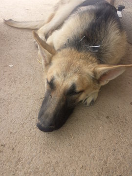 LAYKA