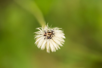 Beautiful, vibrant flower on a natural background. Shallow depth of field closeup macro photo.