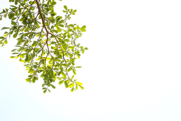 green leaves isolated on white background with copy space.