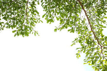 green leaves isolated on white background with copy space.