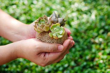 Small green succulent plant in rope ball pot on woman hand background , close up