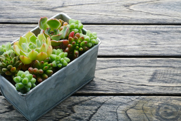 Small green succulent plant in silver box on wooden background with copy space