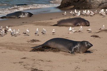 lions de mer Californie