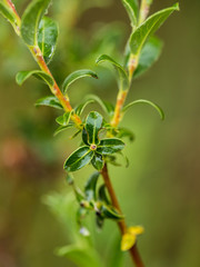 Beautiful, fresh, vibrant leaves of a bog myrtle after the rain. Shallow depth of field closeup macro photo.