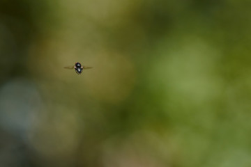 The fly insects on the macro view.