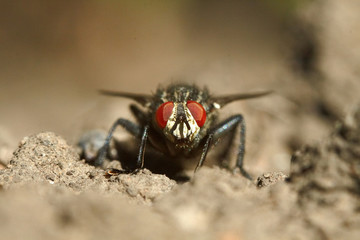 The fly insects on the macro view.