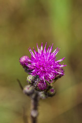 A beautiful vibrant purple thistle flower in a marsh after the rain. Shallow depth of field closeup macro photo.