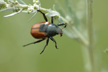 Beetle is on the grass stem. MAcro view