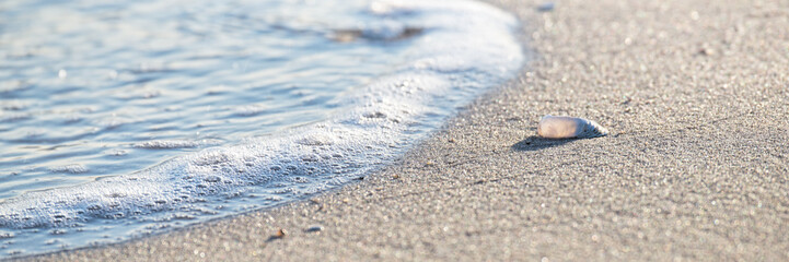 Meer, Sand und Muschel - Nahaufnahme