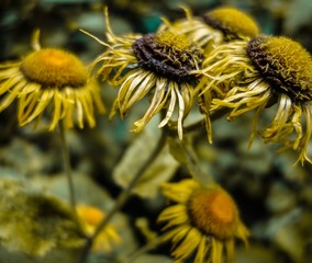 gardenflowers