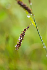 A beautiful sedges growing in a marsh after the rain in summer. Shallow depth of field closeup macro photo.