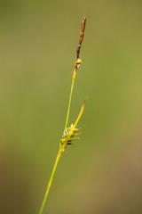 A beautiful sedges growing in a marsh after the rain in summer. Shallow depth of field closeup macro photo.