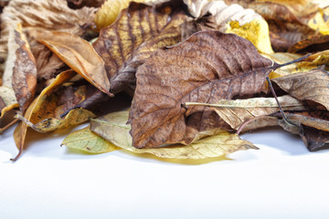 Autumn Leaves