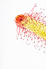 Fototapeta premium Close up of a sundew leaf (Drosera capensis) with sticky tentacles to trap insects