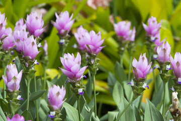 Obraz premium chaiyaphum flower