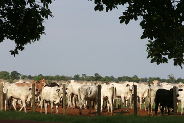 Pecuária - Confinamento