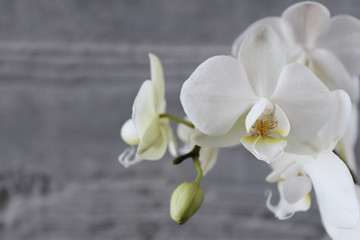 Fototapeta na wymiar White orchid with concrete background