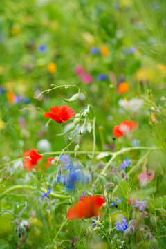 Bunte Wildblumenwiese