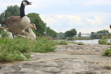 Gänse und Schleuse