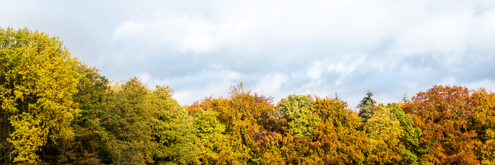 Panorama, deciduous trees and blue sky