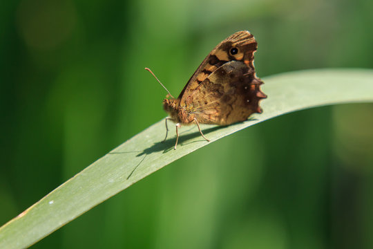 The butterfly waiting to be photographed and take flight