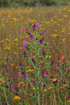 A beautiful and resplendent Viborera in the field