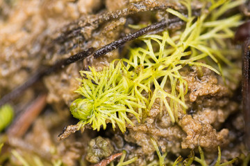 A beautiful closeup of a small bladderwort in a marsh. SHallow depth of field closeup macro photo.