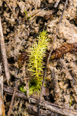 A beautiful closeup of a small bladderwort in a marsh. SHallow depth of field closeup macro photo.
