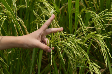 Child's hand holds rice spikelets in a rice field on a farm. Selective focus. Horizontal photo.