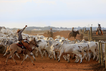 Pecuária - Confinamento
