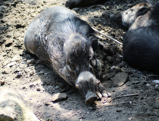 Visayan warty pig (Sus cebifrons)