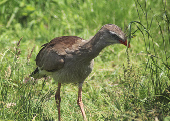  Red-Legged Seriema