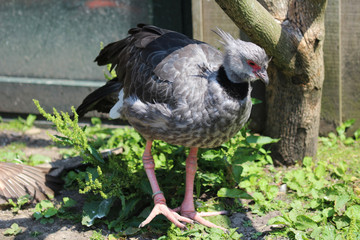 Southern Screamer (Chauna torquata)