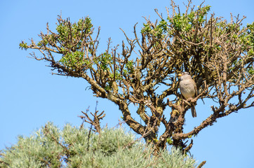 White crowned sparrow sitting perched on tree