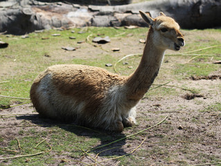 alpaca (Vicugna pacos)