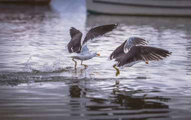 Seagulls diving in the sea to catch fish.