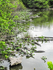 Many alligators in pond in Florida Everglades lurking as predators