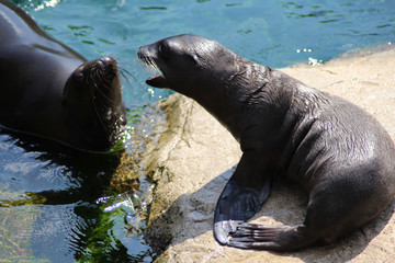 California sea lion with pup