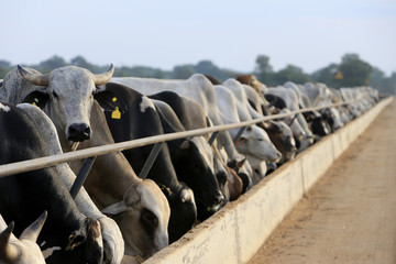 Pecuária - Confinamento