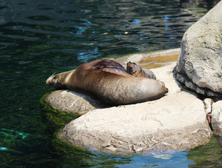 California sea lion with pup