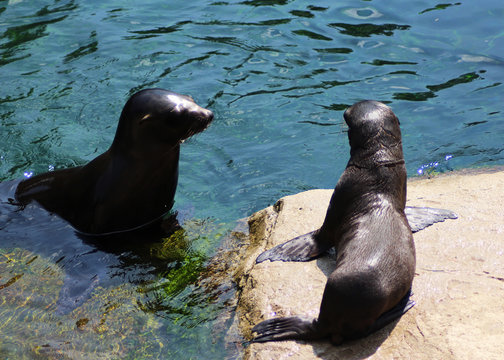 California sea lion with pup