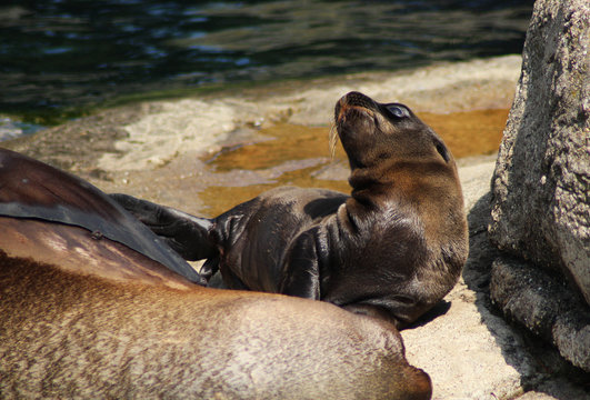 California sea lion with pup