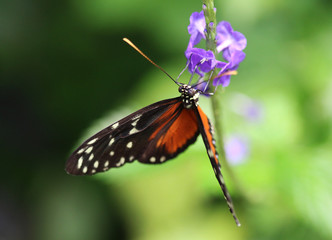Tiger Longwing butterfly (Heliconius hecale)