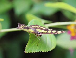 Malachite butterfly (Siproeta stelenes)