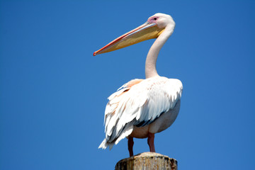 Pelikan