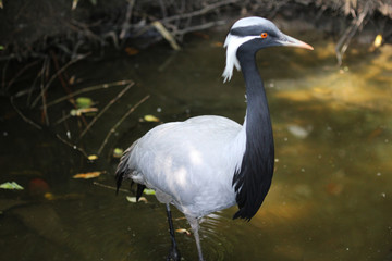 Demoiselle crane	