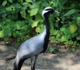 Demoiselle crane	