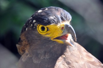 Crested serpent eagle ( Spilornis cheela ) 