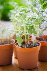 sage sprout in flowerpot