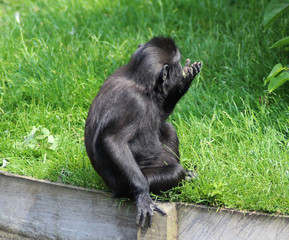 The Celebes crested macaque (Macaca nigra)
